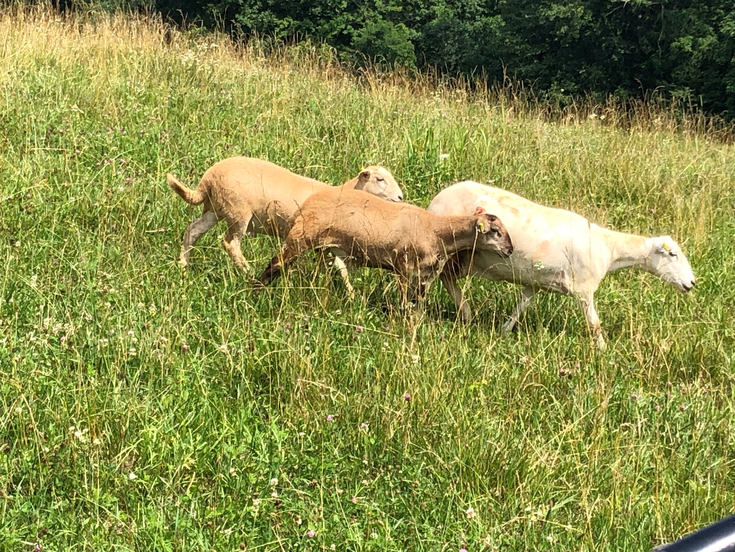 Live lambs for butcher